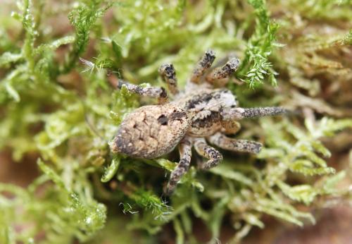 Zoropsis spinimana